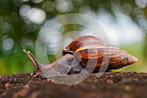 Giant African Land Snail - Achatina fulica large land snail in Achatinidae, similar to Achatina achatina and Archachatina