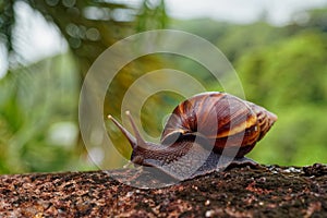 Giant African Land Snail - Achatina fulica large land snail in Achatinidae, similar to Achatina achatina and Archachatina