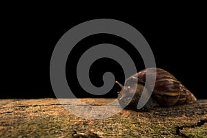 Giant African Land Snail is on a bark.