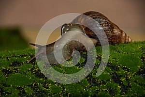 A Giant African Land Snail on a grass and brown background