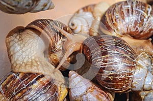 Giant African land snail