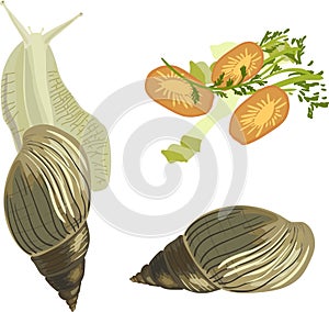 Giant African land snail (Lissachatina fulica), Shell of Giant African land snail and snail food