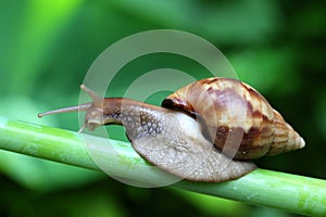 Giant African Land Snail Macro