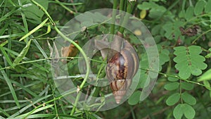 A Giant African land snail on a star gooseberry stem and trying to eat a dry star gooseberry leaf