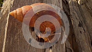 Giant African land snail in Tsavo National Park-001