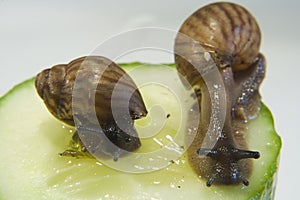 Giant African Land Snails