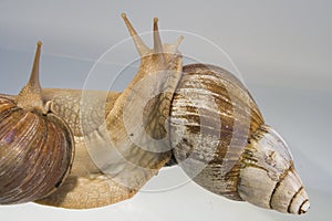 Giant African Land Snails