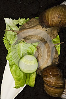 Giant African Land Snails