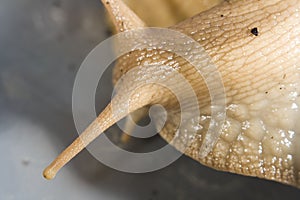 Giant African Land Snails