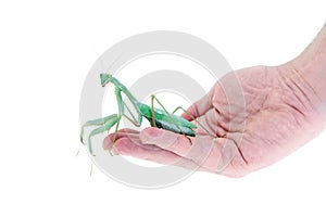 Giant african mantis, Sphodromantis viridis, on hand
