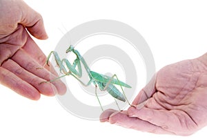 Giant african mantis, Sphodromantis viridis, on hand