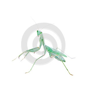 Giant african mantis, Sphodromantis viridis, on white