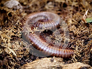 Giant African Millepede Or  Archispirostreptus Gigas photo