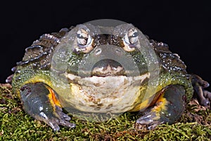 Giant African Pixie Bullfrog