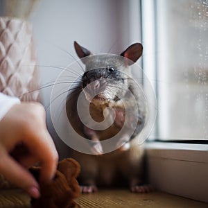 Giant african pouched rat in front of window