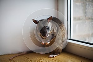 Giant african pouched rat in front of window