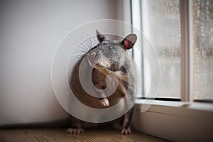 Giant african pouched rat in front of window