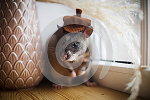 Giant african pouched rat in funny hat in front of window