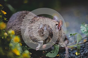 Giant african pouched rat in a garden with pansies