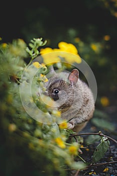 Giant african pouched rat in a garden with pansies