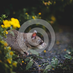 Giant african pouched rat in a garden with pansies