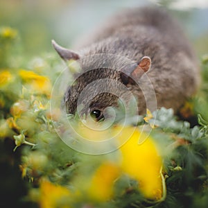 Giant african pouched rat in a garden with pansies
