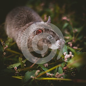 Giant african pouched rat in a garden with pansies