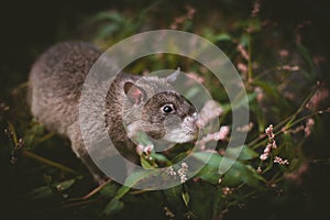 Giant african pouched rat in a garden with pansies