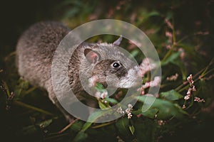 Giant african pouched rat in a garden with pansies