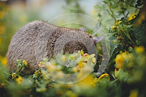 Giant african pouched rat in a garden with pansies