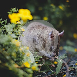 Giant african pouched rat in a garden with pansies