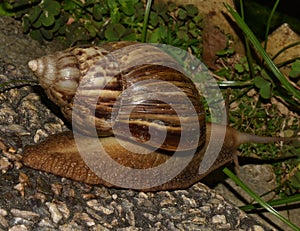 Giant African Snail