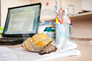 Giant african snail Achatina