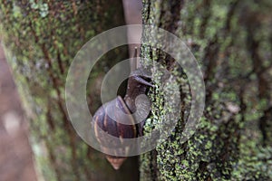 Gigante caracol ()  un árbol maleta 