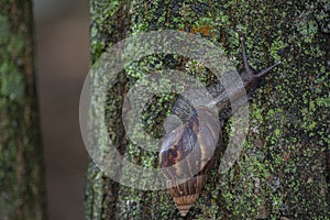 Giant African Snail (Achatina fulica) climbing tree trunk. Hermaphroditic species