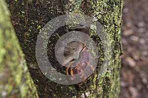 Giant African Snail (Achatina fulica) climbing tree trunk. Hermaphroditic species