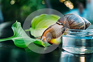 Giant African snail, Achatina fulica. Domestic shellfish with healing mucus