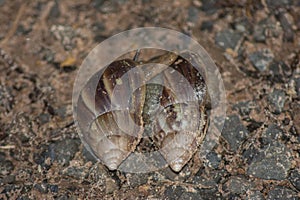 Giant African Snail (Achatina fulica) mating photo