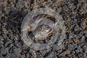 Giant African Snail (Achatina fulica) mating. Intersexual species