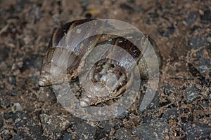 Giant African Snail (Achatina fulica) mating. Intersexual species