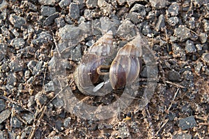 Giant African Snail (Achatina fulica) mating. Intersexual species