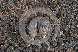 Giant African Snail (Achatina fulica) mating. Intersexual species