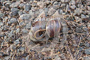 Giant African Snail (Achatina fulica) mating. Intersexual species