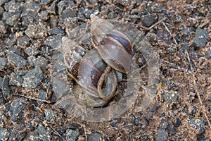 Giant African Snail (Achatina fulica) mating. Intersexual species