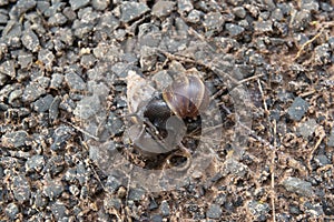 Giant African Snail (Achatina fulica) mating. Intersexual species