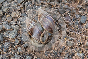 Giant African Snail (Achatina fulica) mating. Intersexual species photo