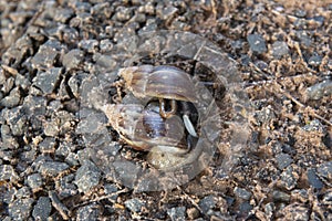 Giant African Snail (Achatina fulica) mating. Intersexual species photo