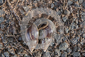 Giant African Snail (Achatina fulica) mating. Intersexual species photo