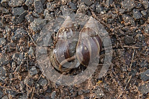 Giant African Snail (Achatina fulica) mating. Intersexual species photo