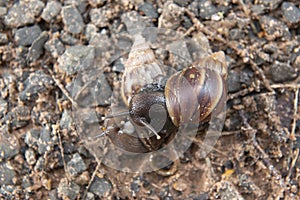 Giant African Snail (Achatina fulica) mating. Intersexual species photo